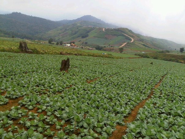 ทัวร์ภูทับเบิก เชียงคาน